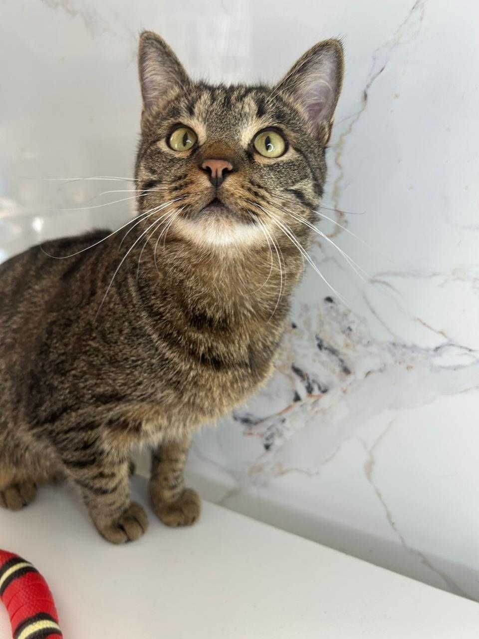 Отдам котика в добрые руки