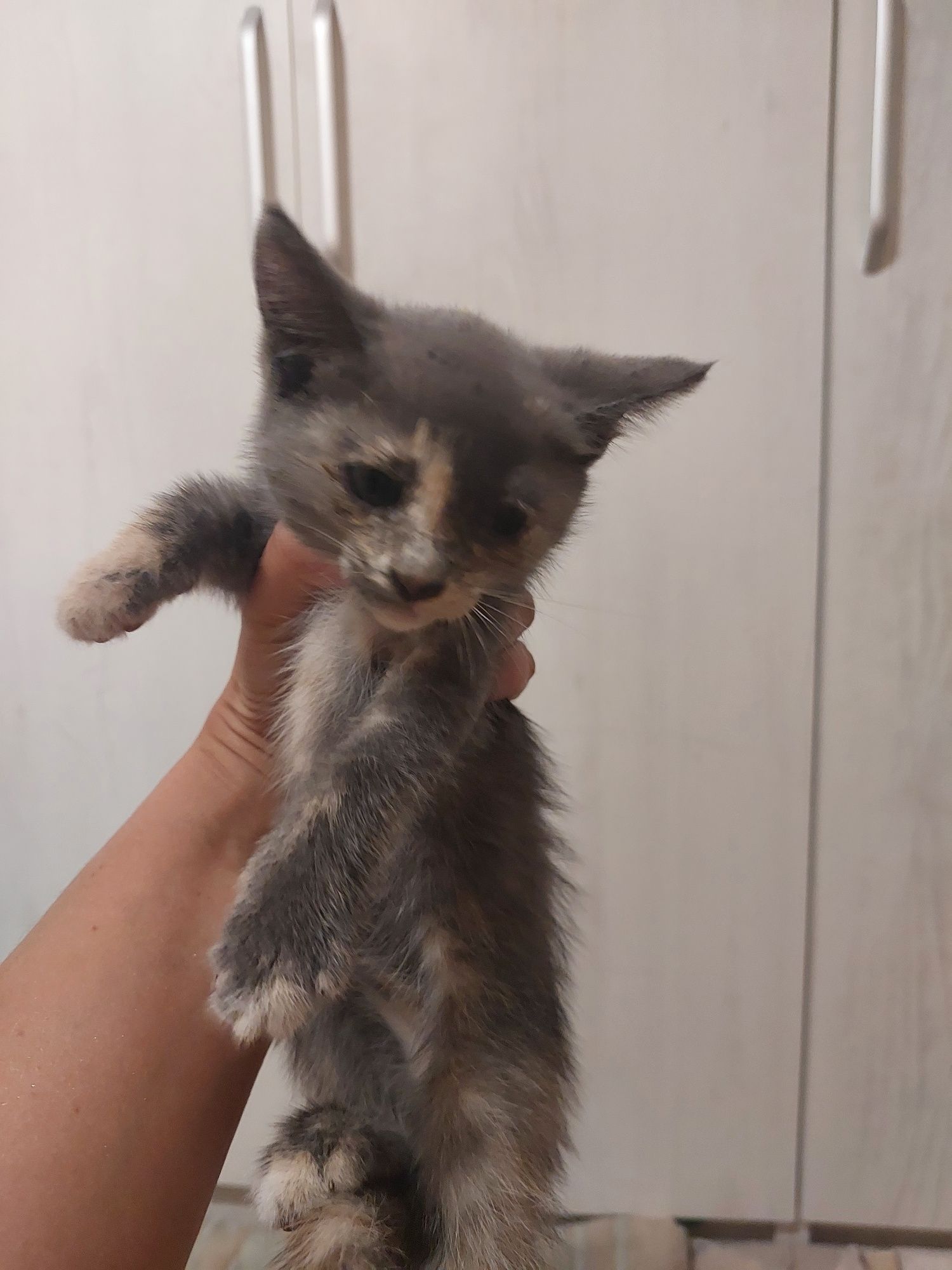 Котята котята котята