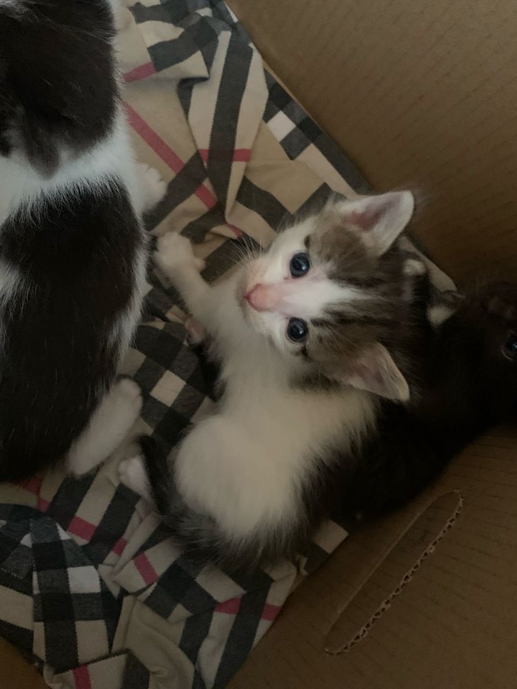 Отдам котят в хорошие руки