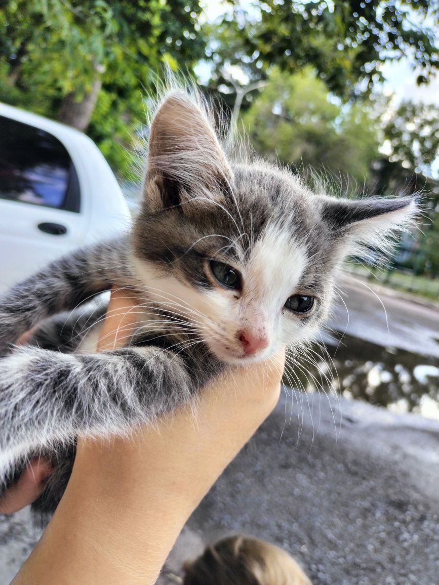 Отдаем в добрые руки котика