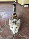 Отдам котенка в добрые руки