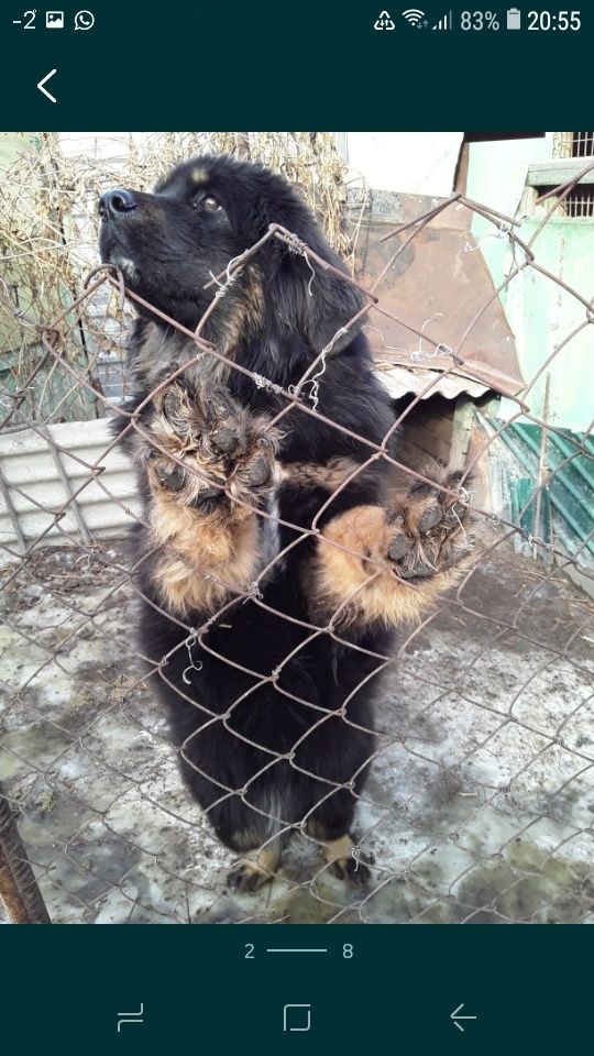 Продается собака СРОЧНО