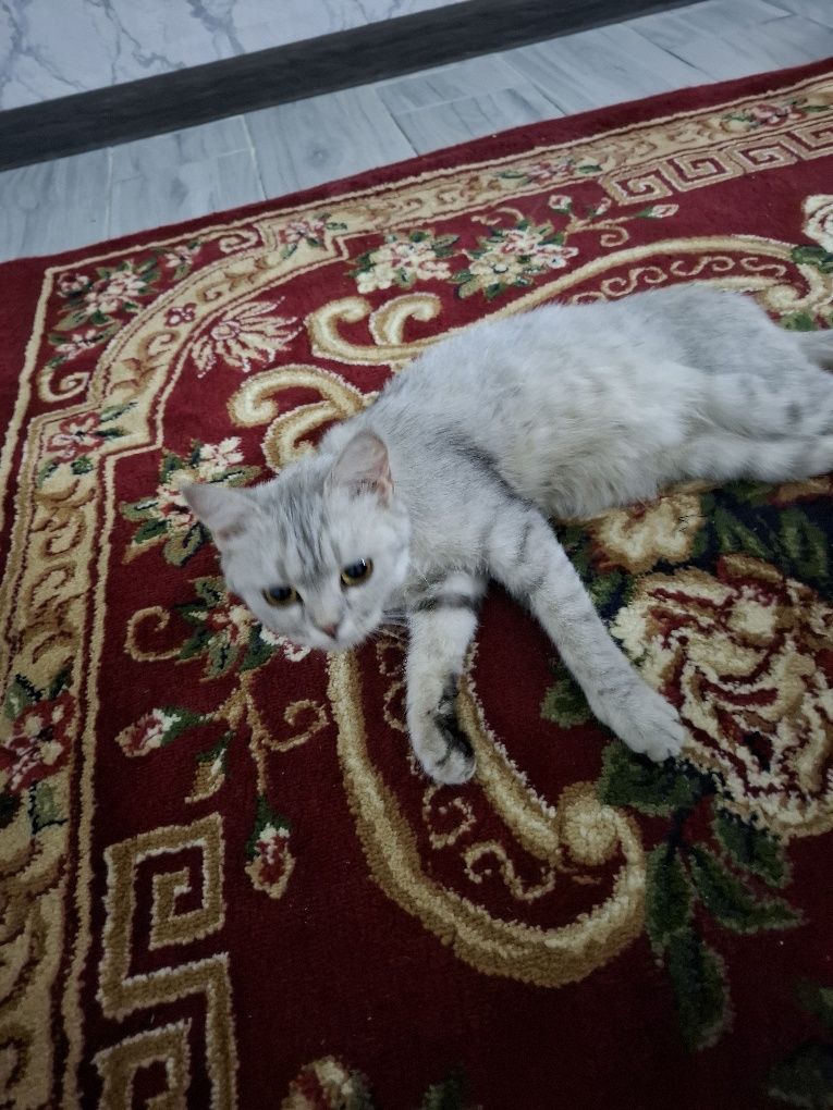 Кошка  Бурмилла девочка