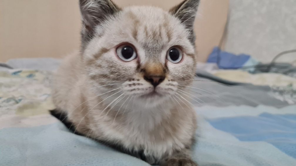 Шотладский котик, 3 месячный котёнок