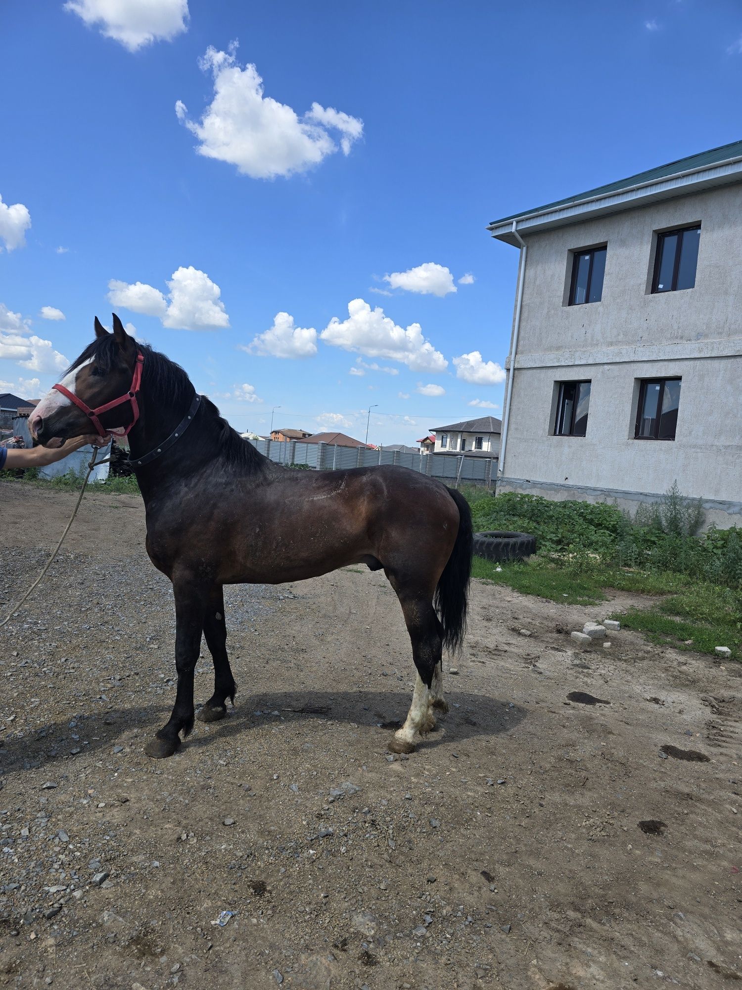 Продам жеребца 3 года