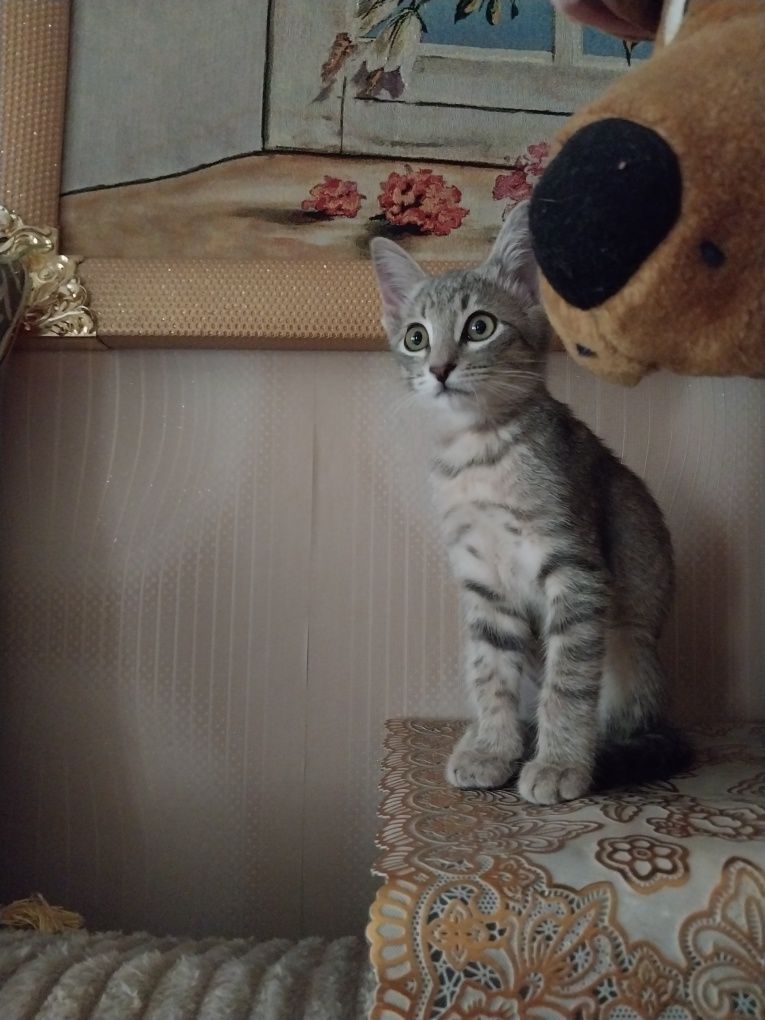Котенок малыш мальчик