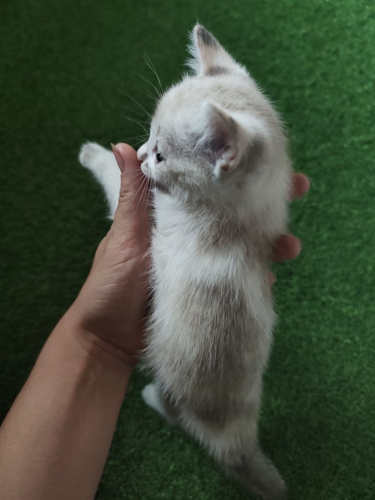 котятки ищут свой дом