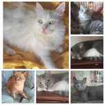 Очень срочно коты и кошки ищут дом!