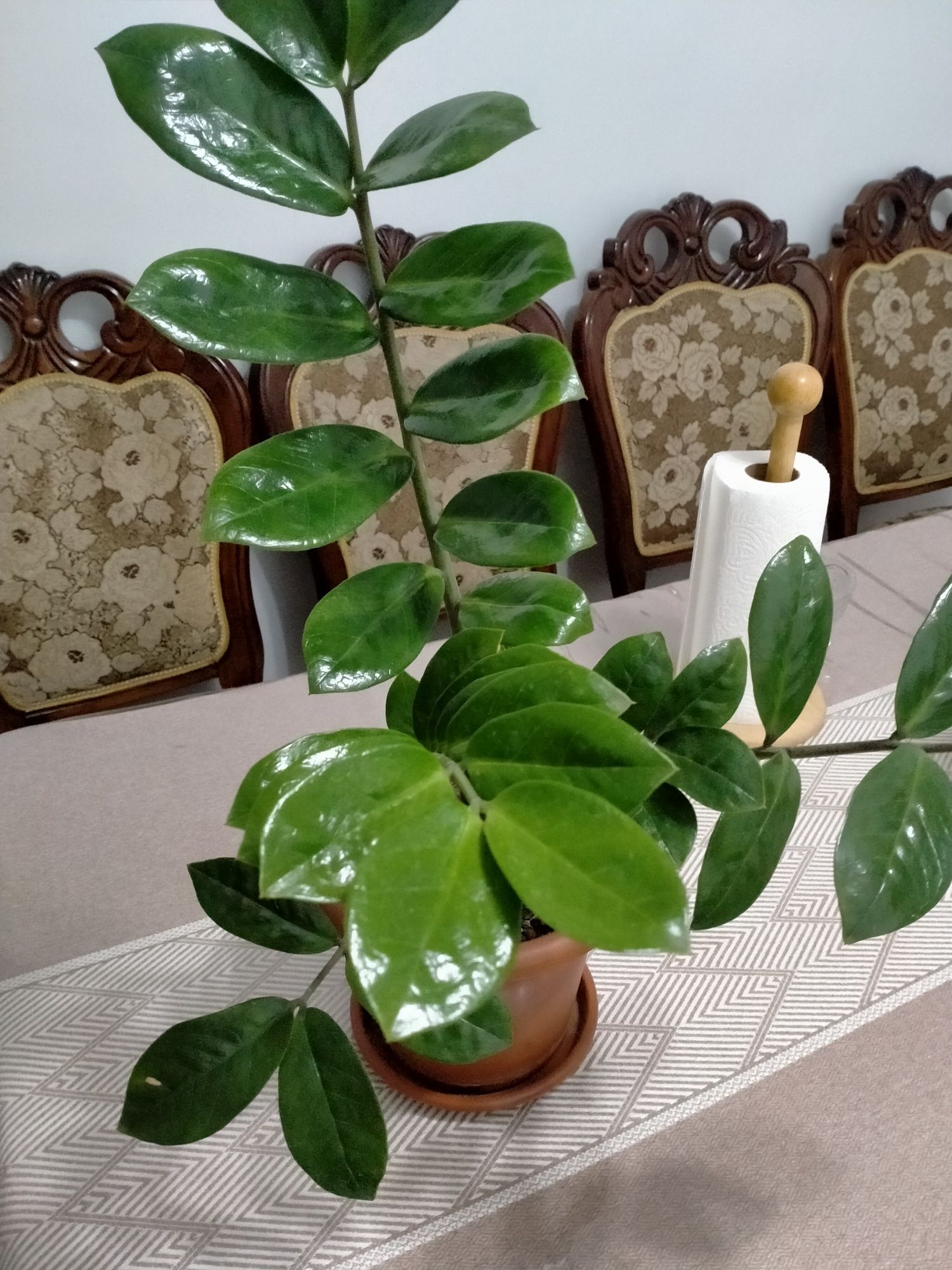 Продам замиокулькас