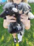 Отдам котят в хорошие руки