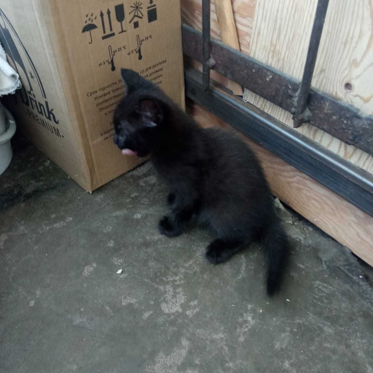 Котята крысоловы в добрые руки