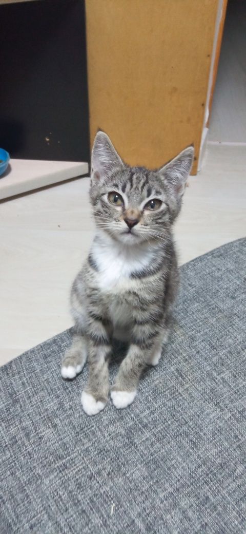 Котенок в добрые руки