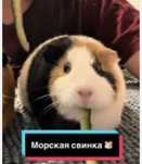 Морская свинка черный