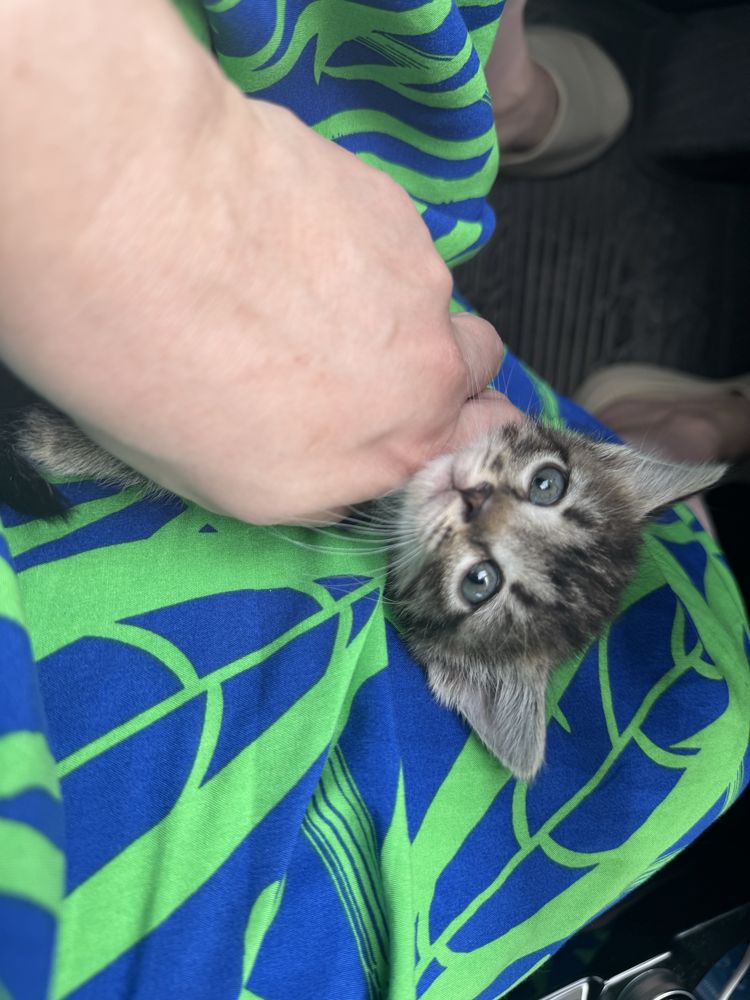 Милые котята  ищут дом!