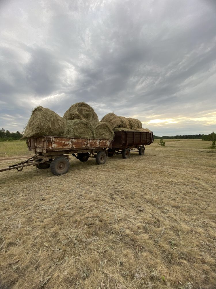 Продам сено в рулонах 280-300 кг