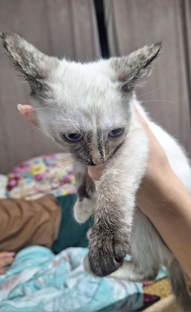Отдам котенка девочку