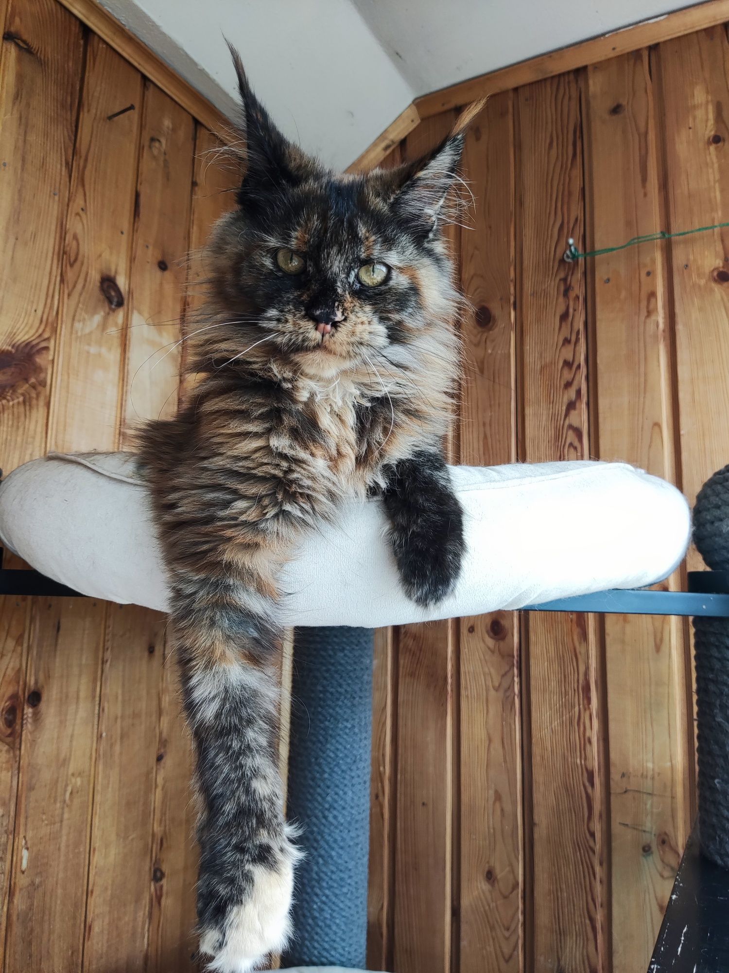 Котёнок Мейн кун
