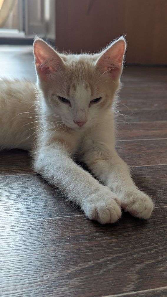 Котенок ищет дом.