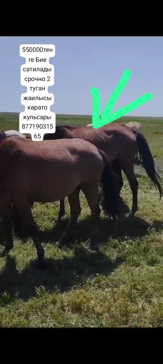 Бие сатилады срочно
