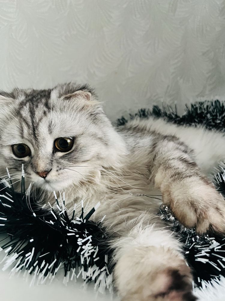 Пушистый шотландский вислоухий кот
