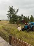 Продажа , посадка саженцев