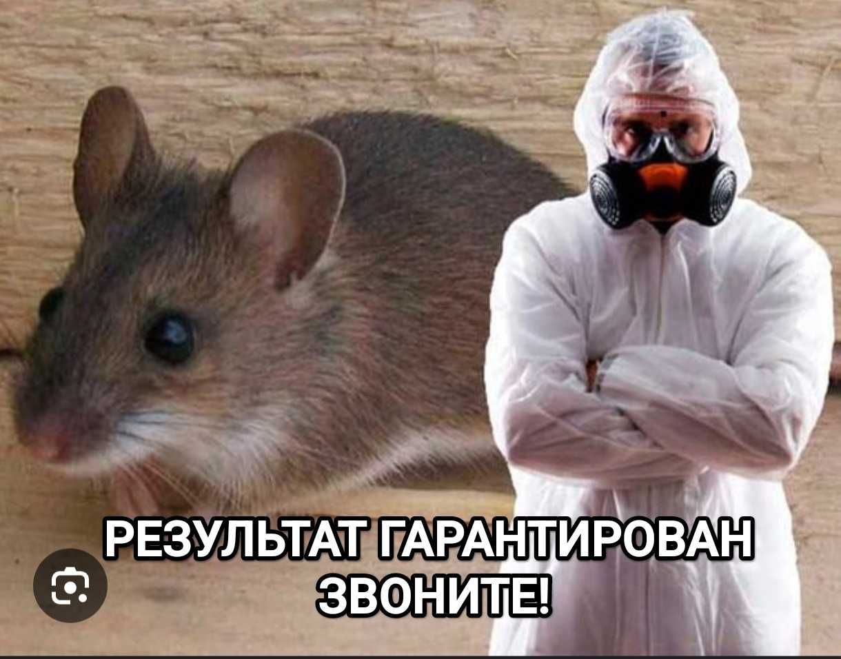 Профессиональная отрава обработка тараканы клопы комары блохи мыши