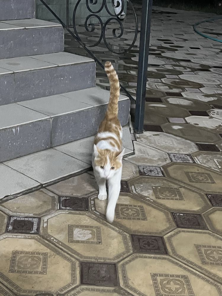 Отдаю кота в хорошие руки