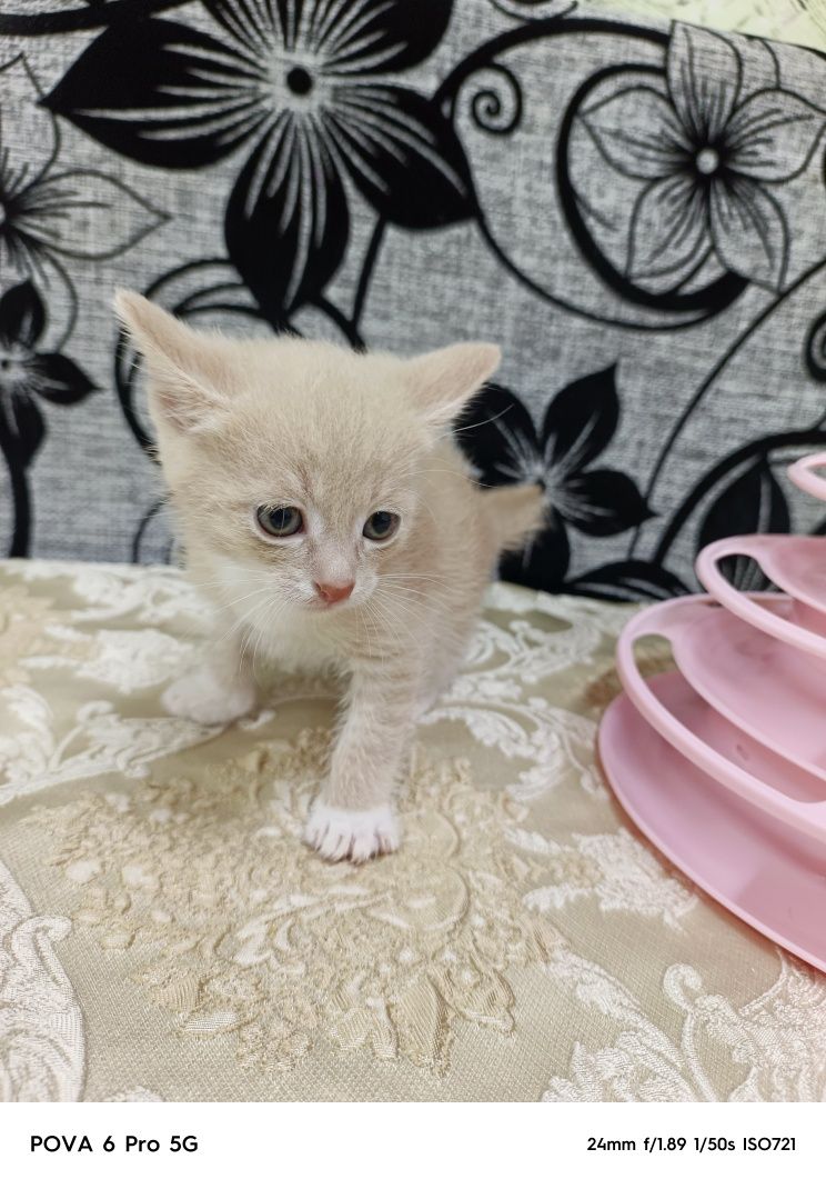 Отдам красивых котят!
