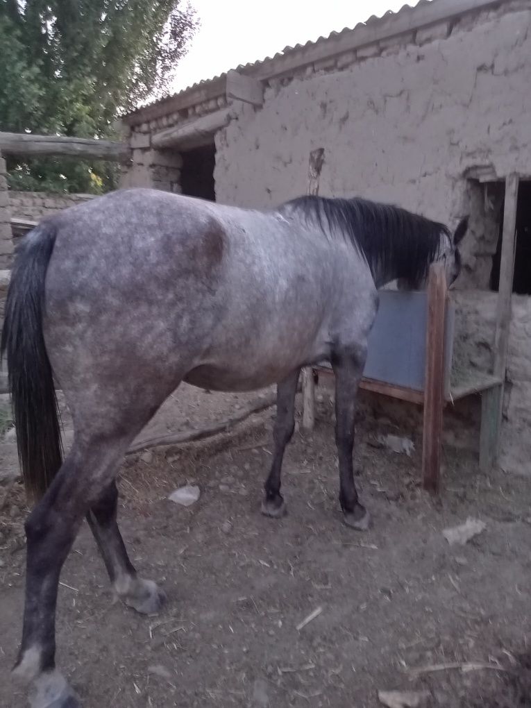 Байтал сатылады 4 жас