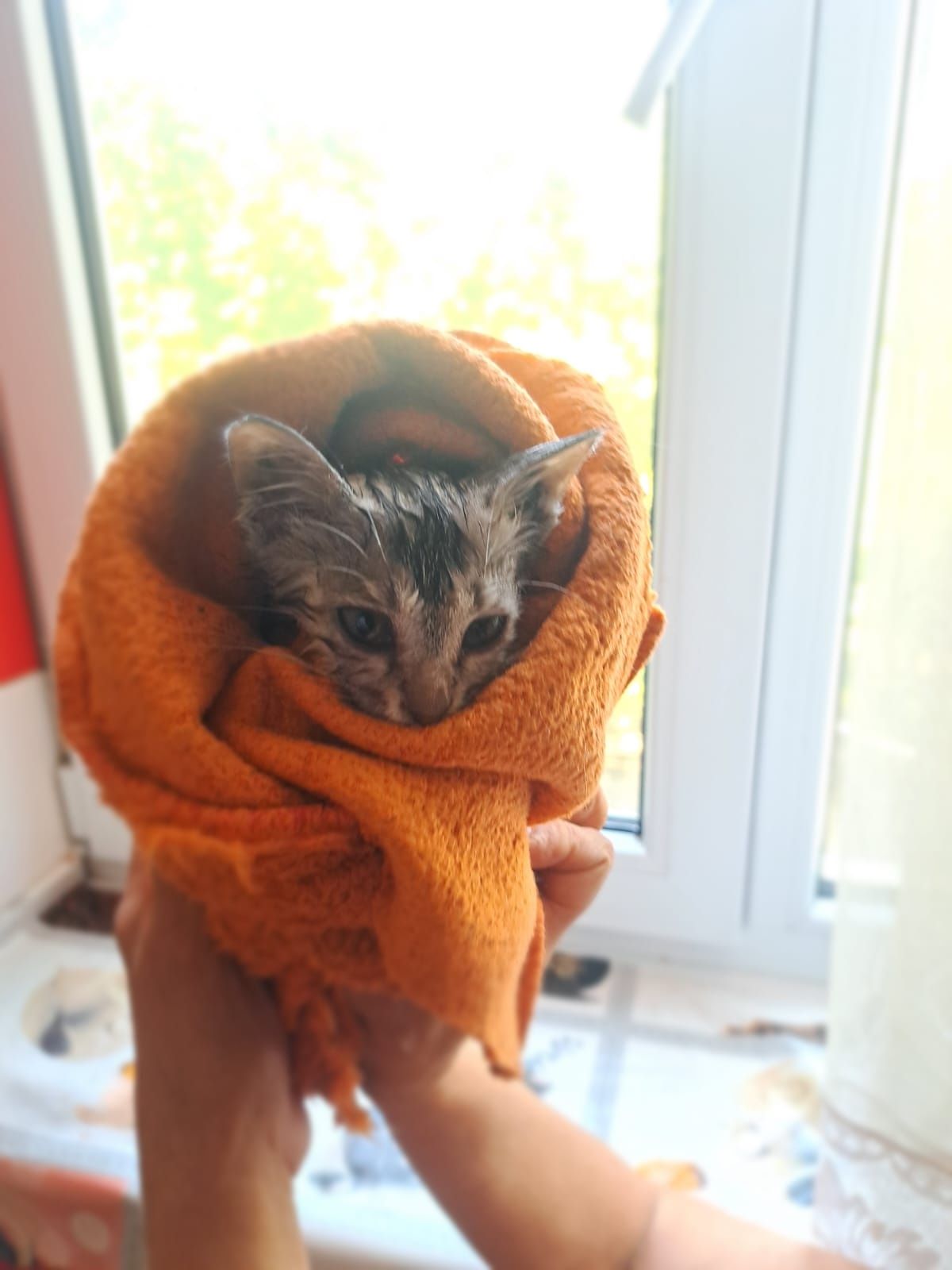 Котенок(около2мес)