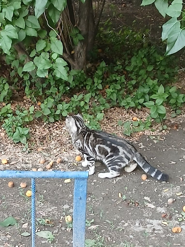 Котенок в добрые руки