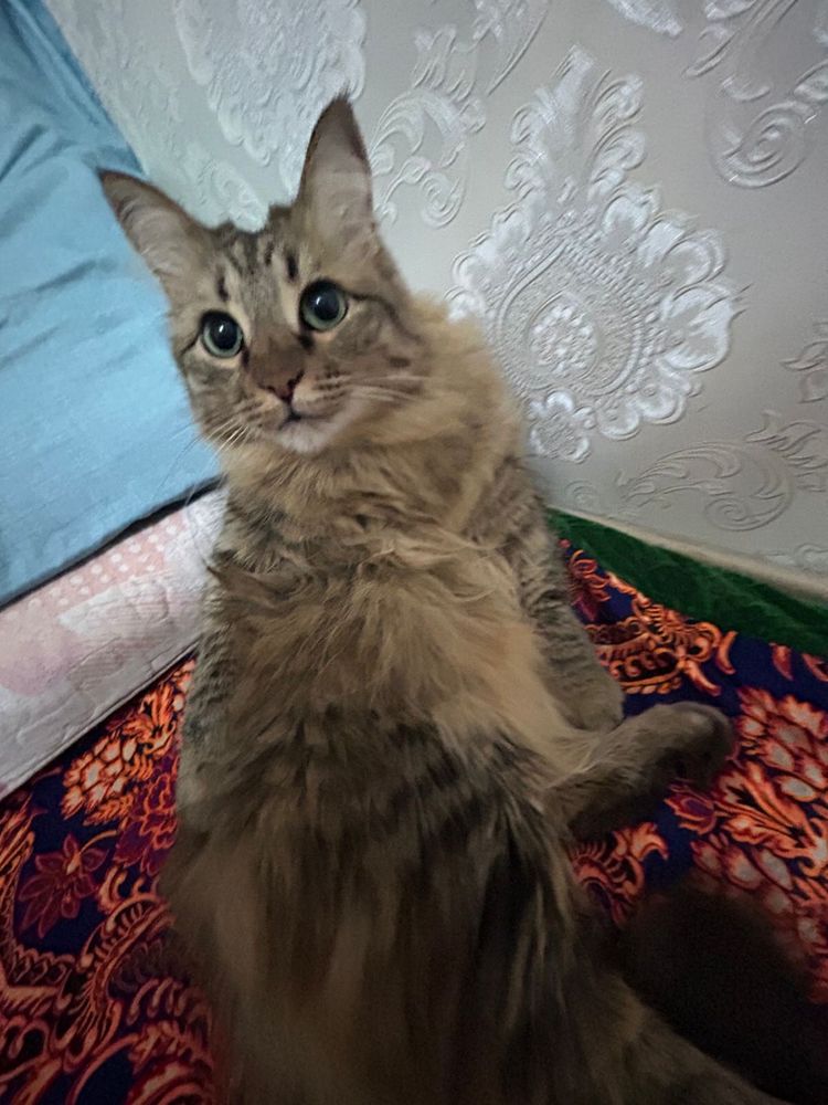 Отдаем кошку в добрые руки!