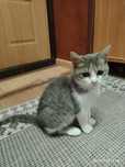Котенок  девочка