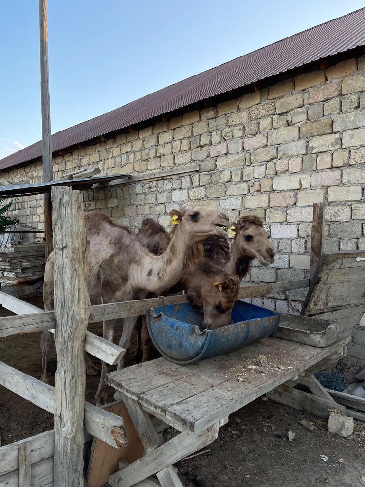 Тайлактан кеткен Кунаншалар