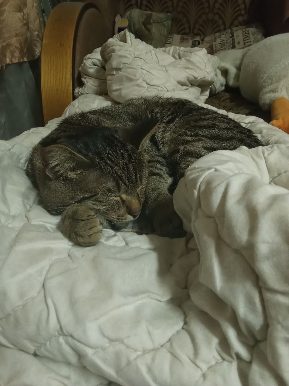 Кот в хорошие руки бесплатно