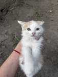 отдам 4 котят 3 рыжие, один черный хорошие под адресу достык, 83/1
