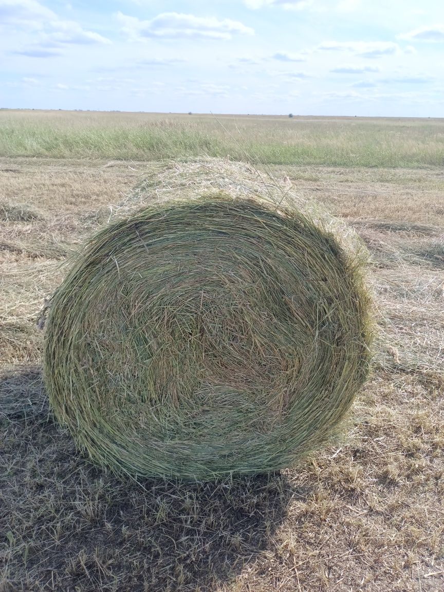 Продам сено в рулонах  луговое разнотравье.