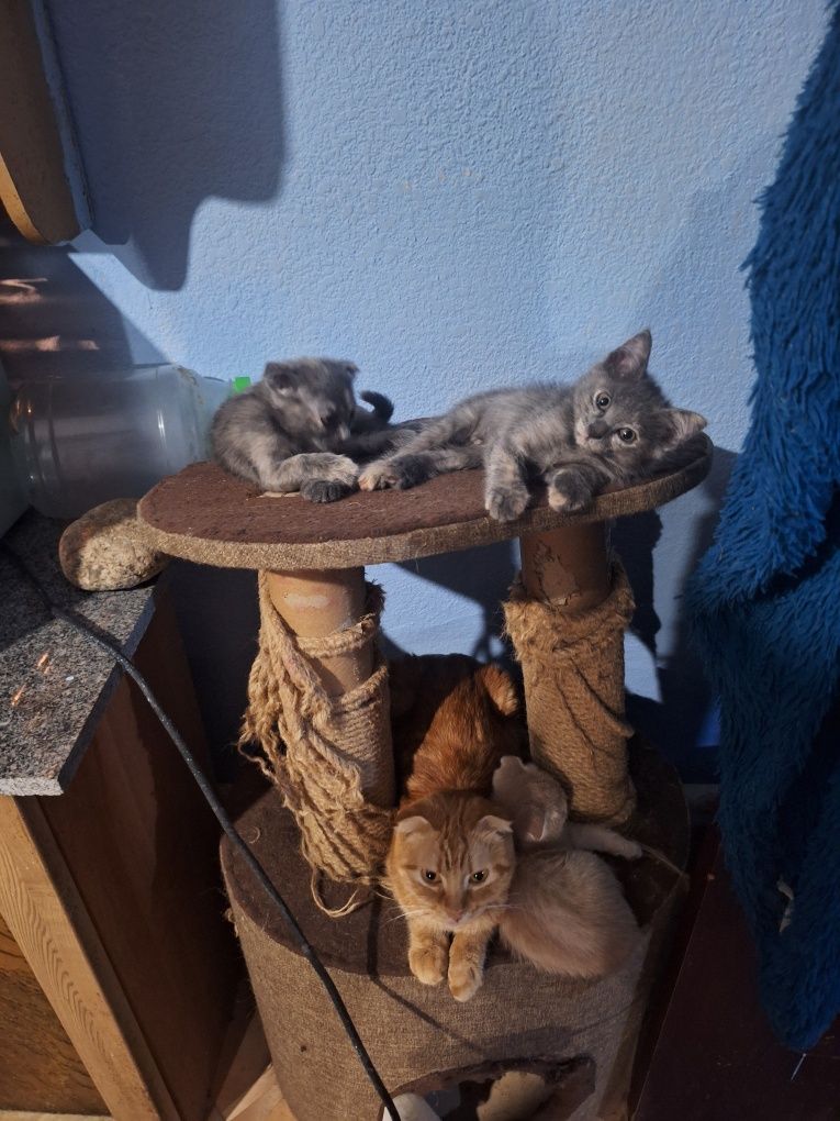 Продаются шотландские котята