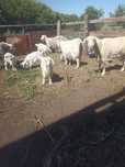 Продам коз .ешки сатам