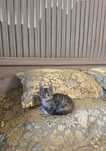 Котёнок  бесплатно.