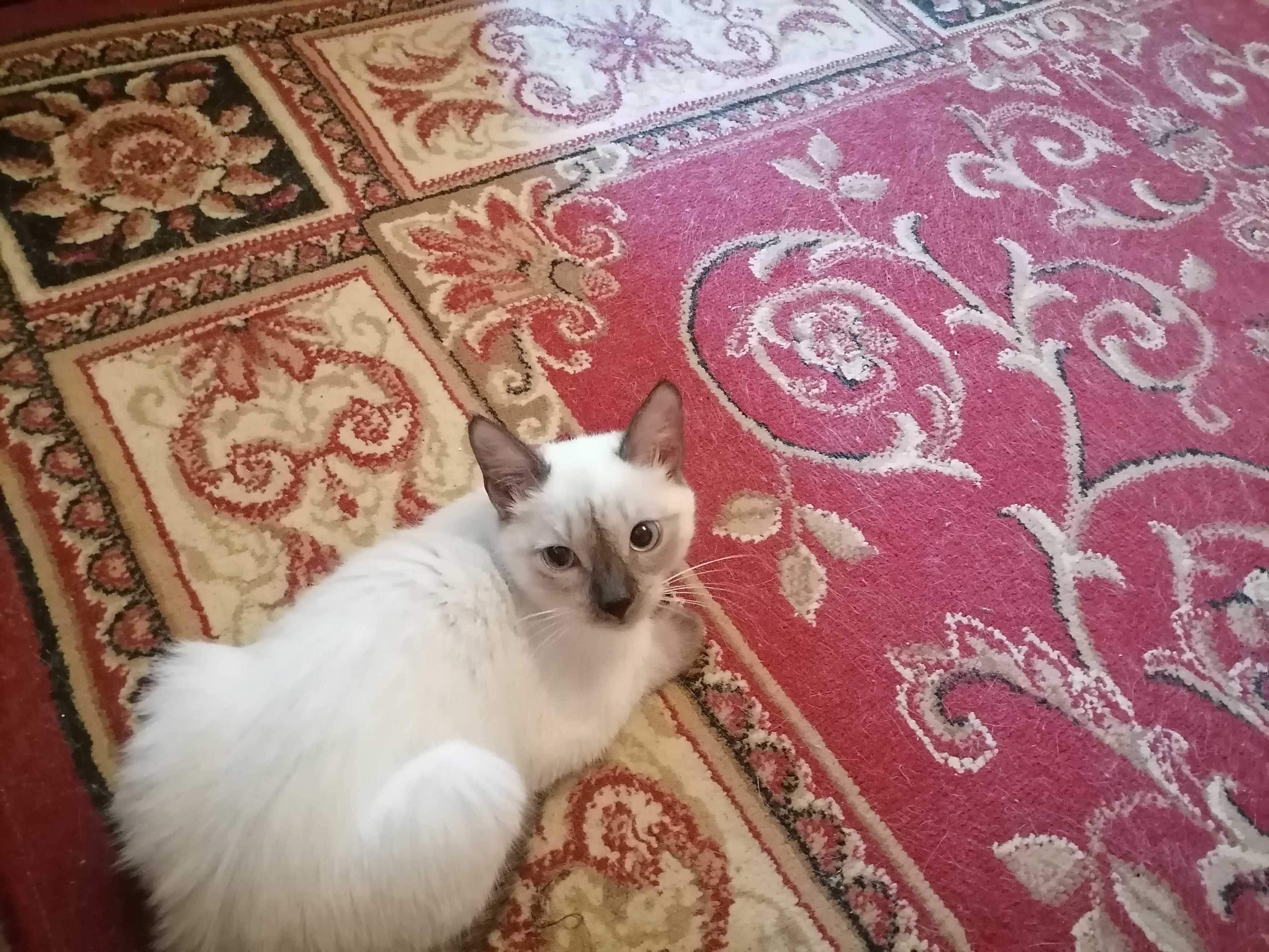 Кошечка сиамская,добрая.