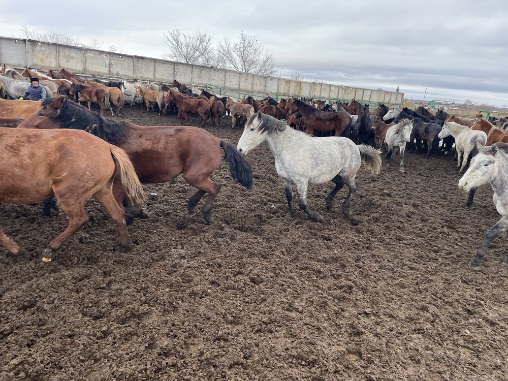 Продам Лошадей Кобыла жеребенок Тайлар