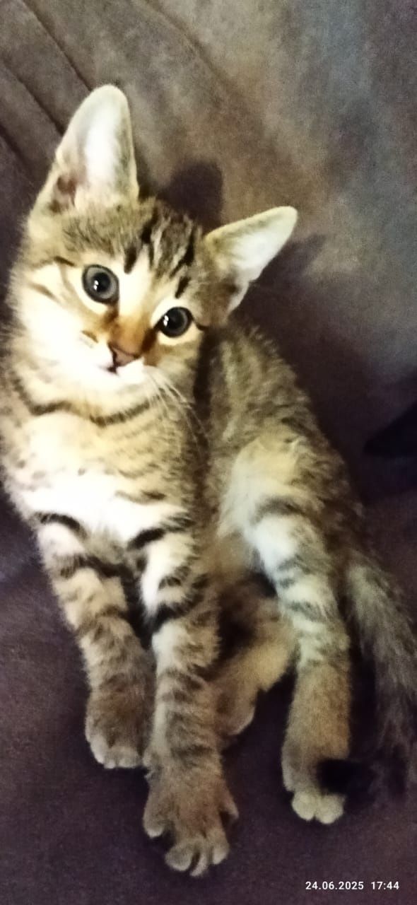 Отдам котят в хорошие руки