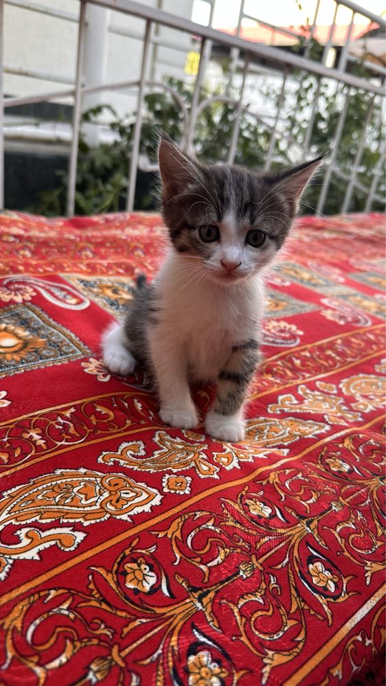 отдам котят бесплатно в добрые надёжные руки