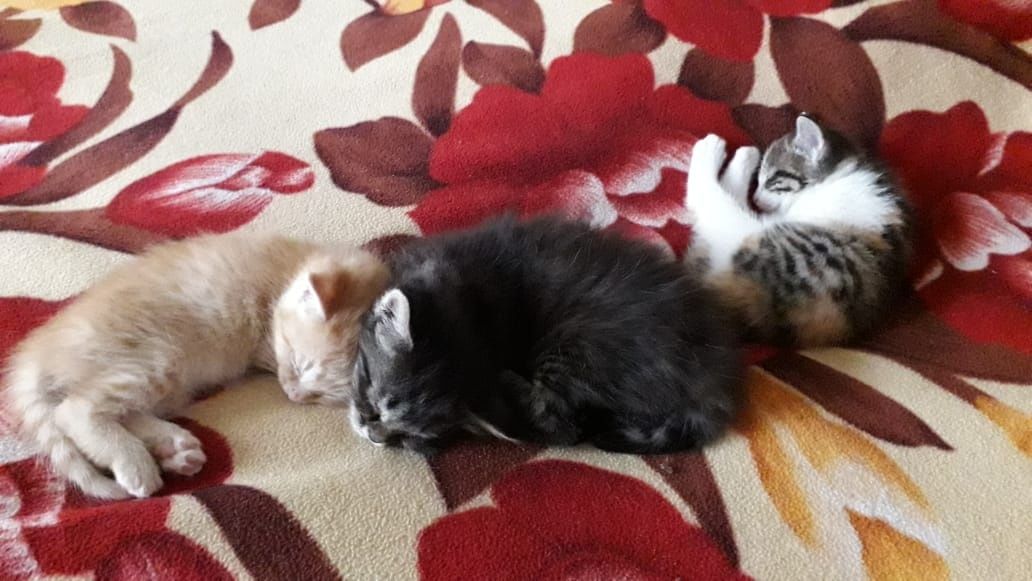 Котята крысыловы