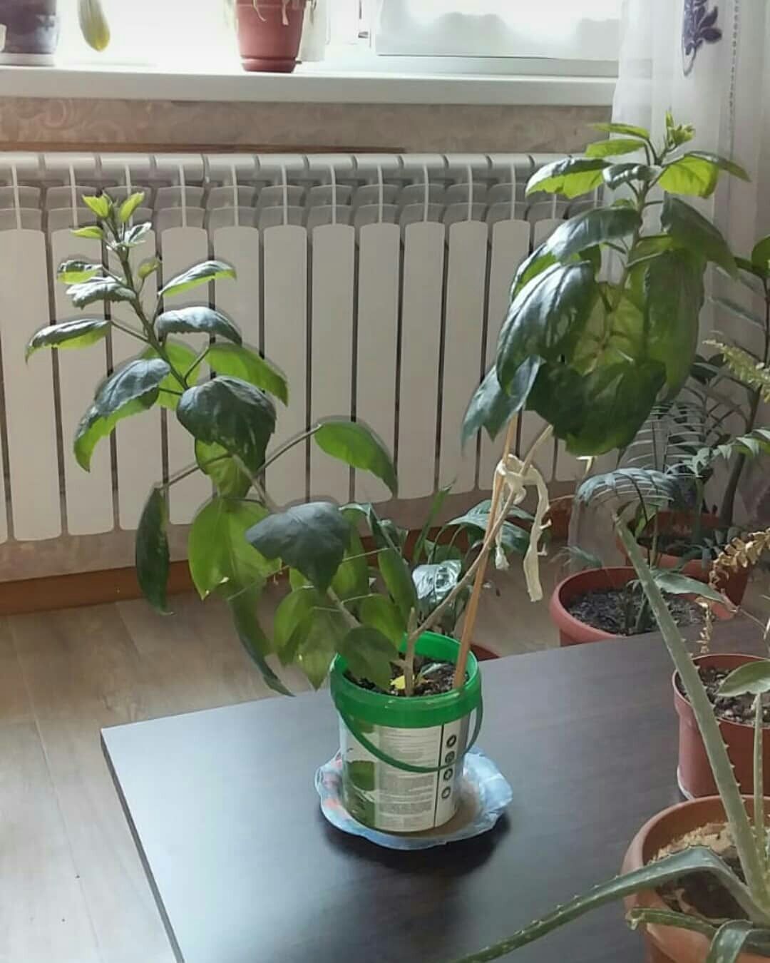 Продам разные комнатные растения