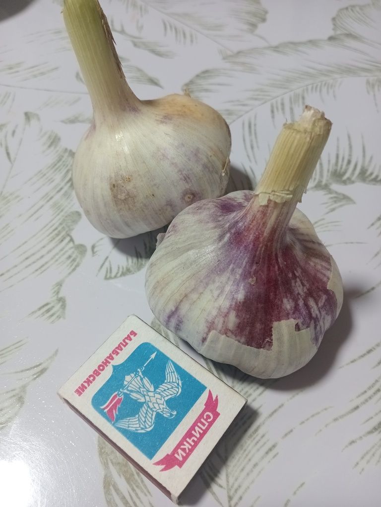 Отборный крупный чеснок