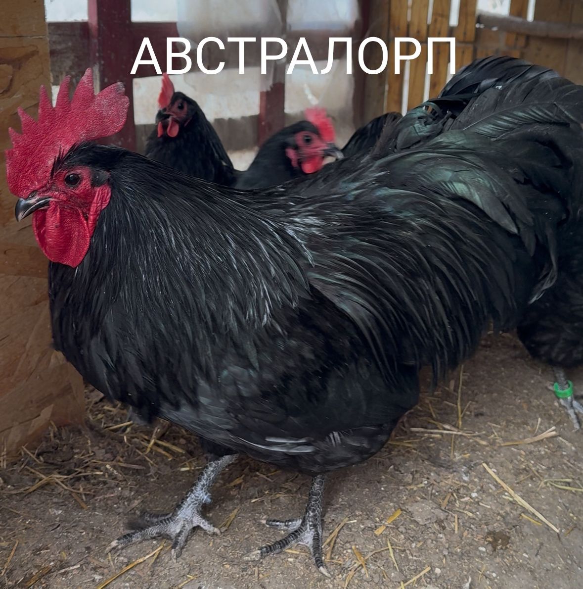 Продам Цыплят. Цены разные..