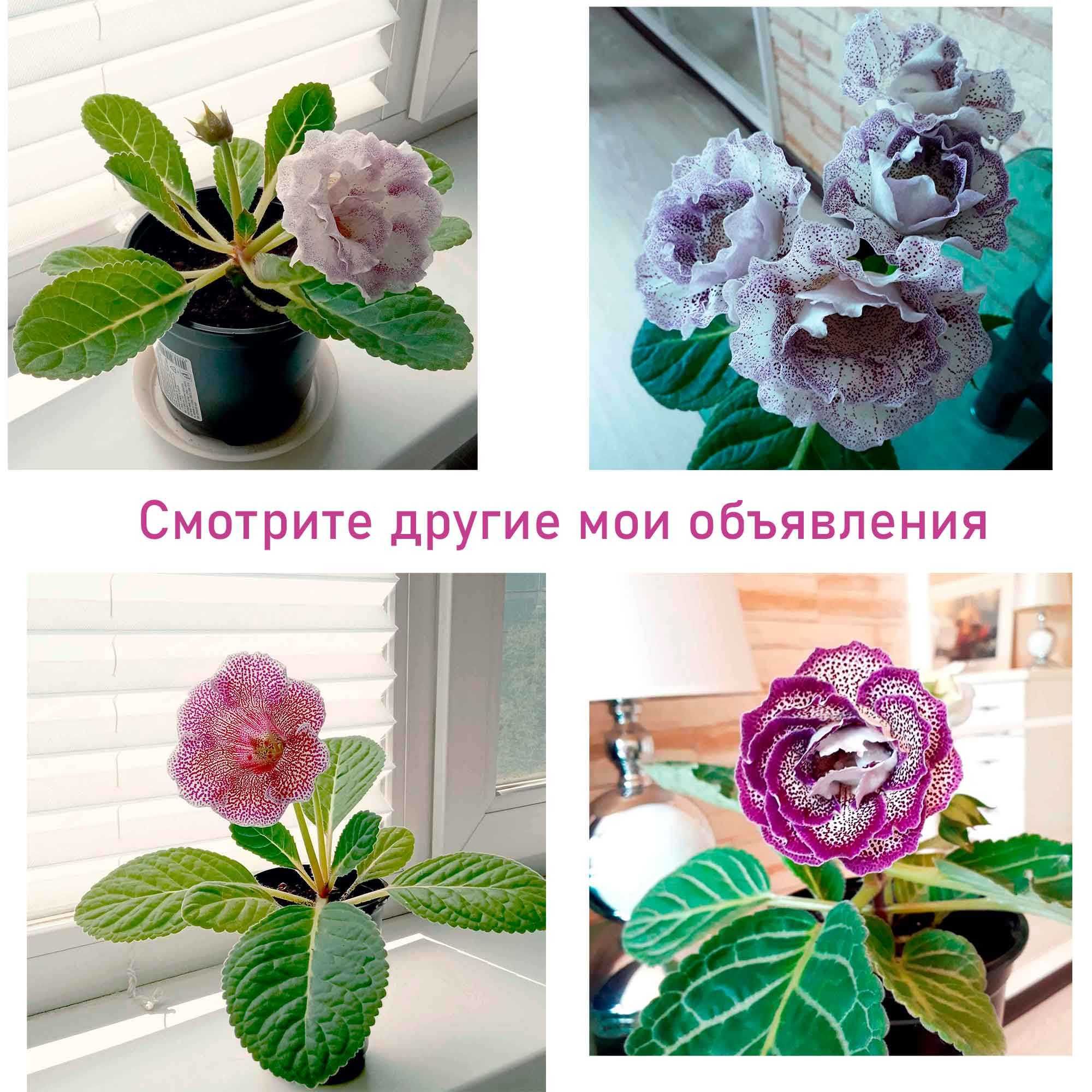 Сансевиерия Ханни Голд. Комнатное растение. Суккулент.