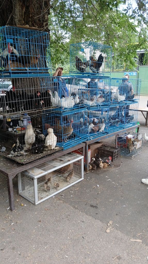 Продам голубей разной Пароды